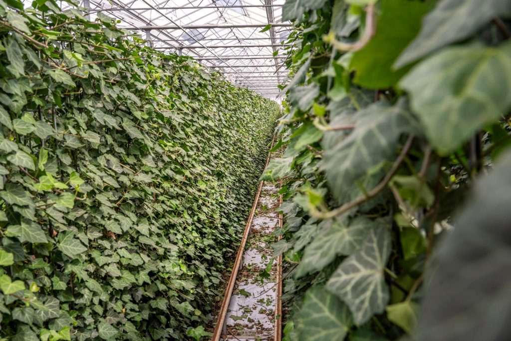 Klimplant
