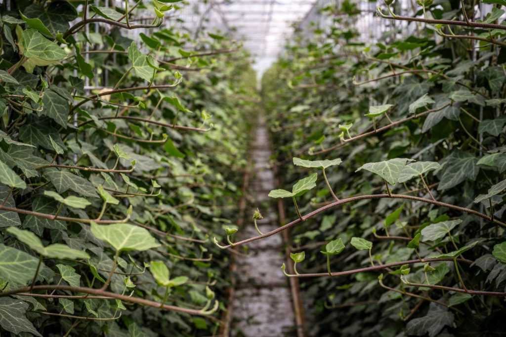 Klimplant