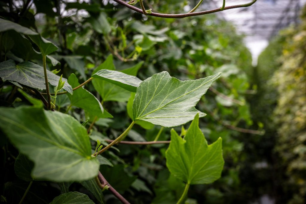 Klimplant