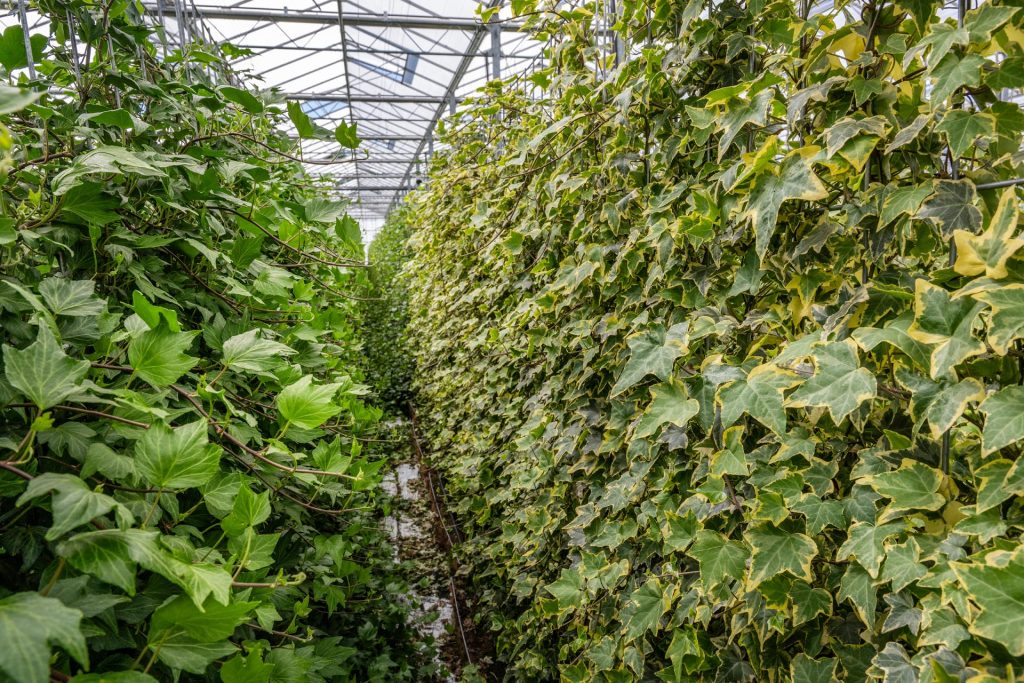 Klimplant