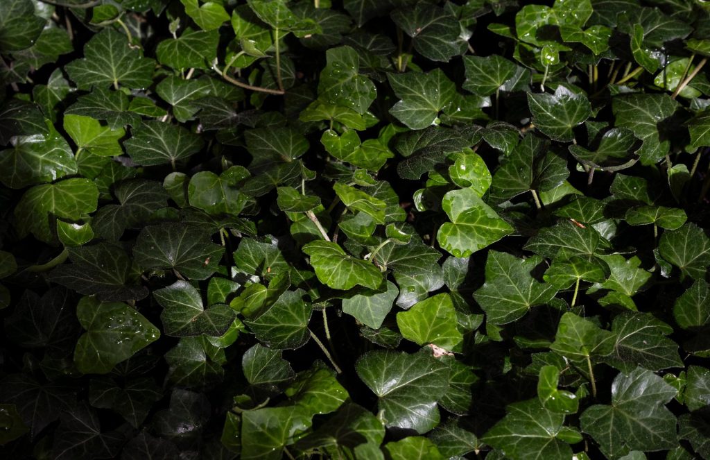 Klimplant